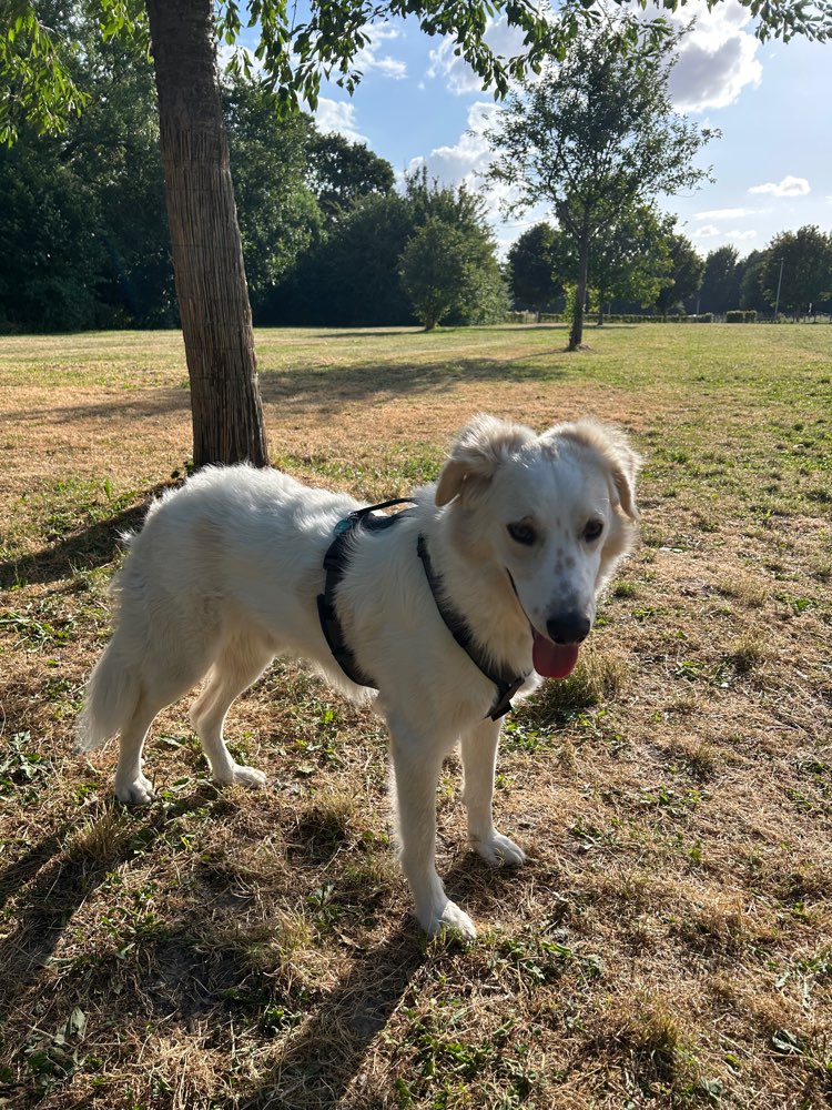 Hundetreffen-Hundewiese Datteln-Profilbild