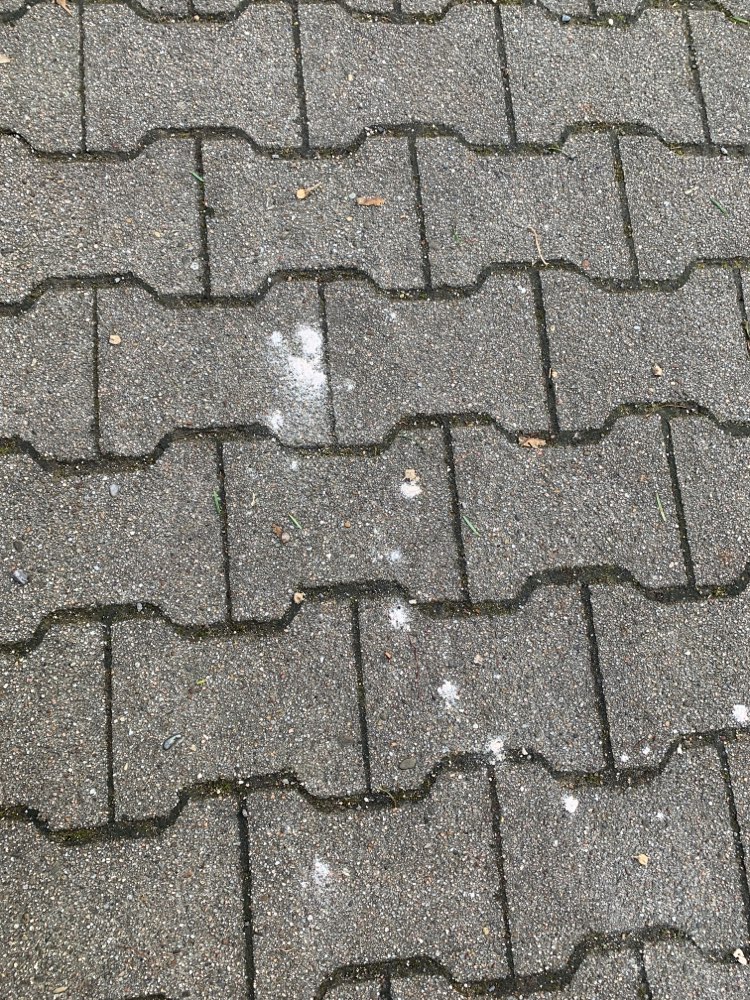 Giftköder-Weisses Pulver oder ähnliches-Profilbild