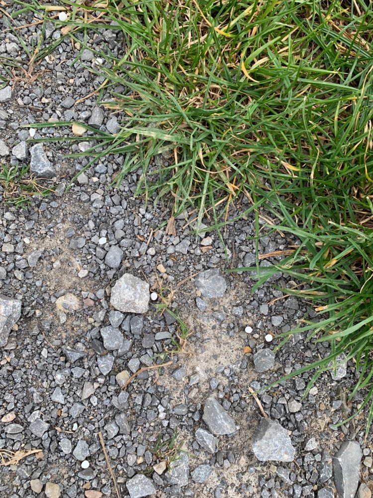 Giftköder-Kleine weisse Kügelchen-Profilbild