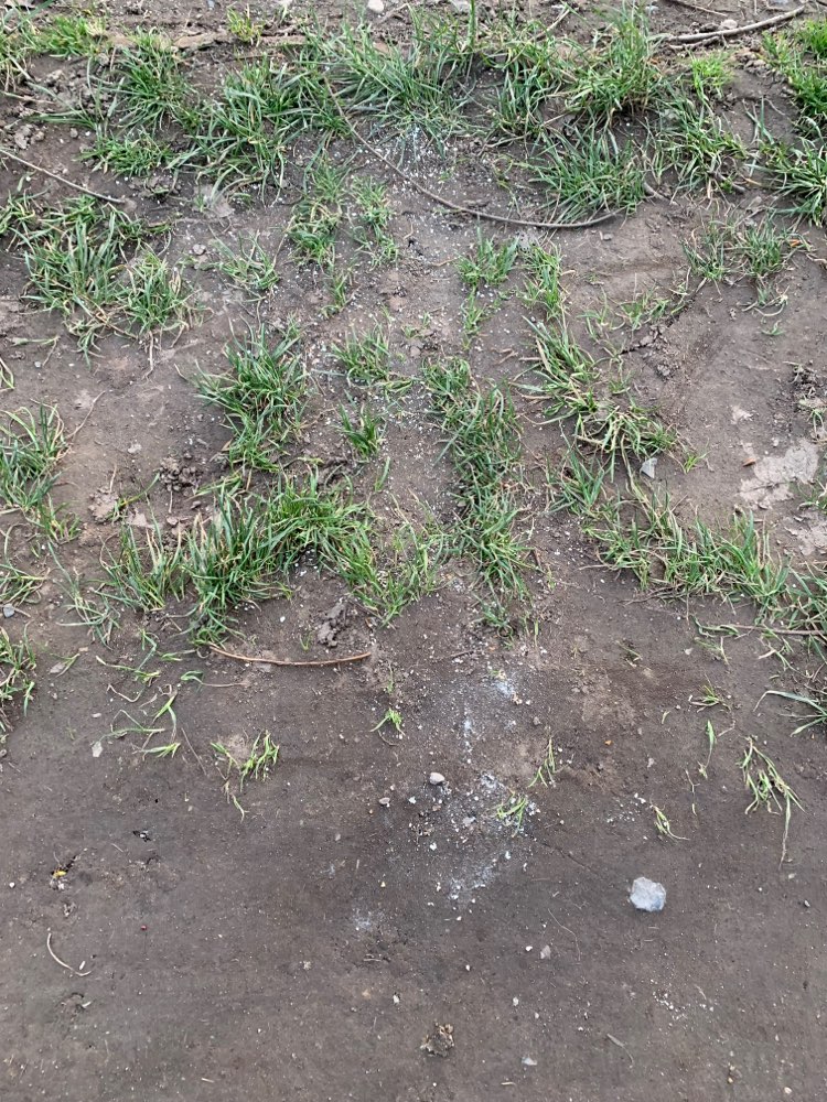 Giftköder-Weisses Pulver-Profilbild