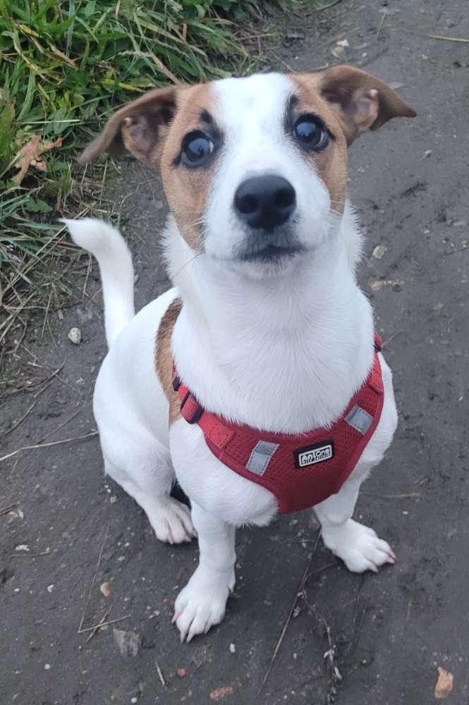 Hundetreffen-Hundekumpel gesucht-Profilbild