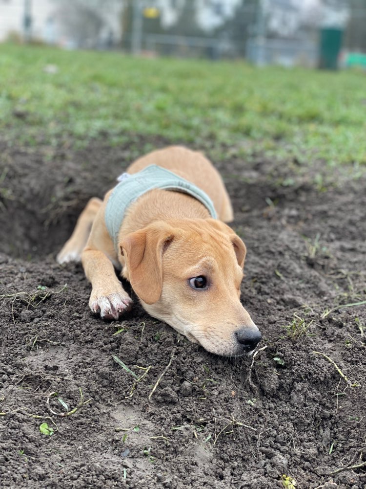 Hundetreffen-Spieltreffen Hansemannpark Mengede-Profilbild