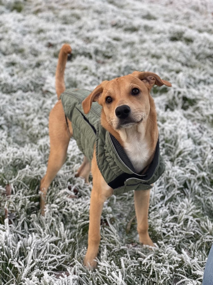 Hundetreffen-Spieltreffen Hundewiese Ickern-Profilbild