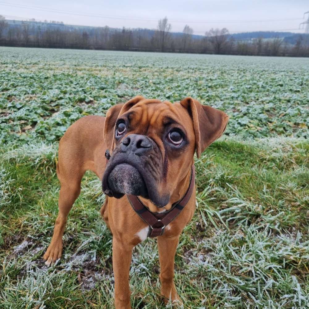 Hundetreffen-Spielgefährten gesucht-Profilbild