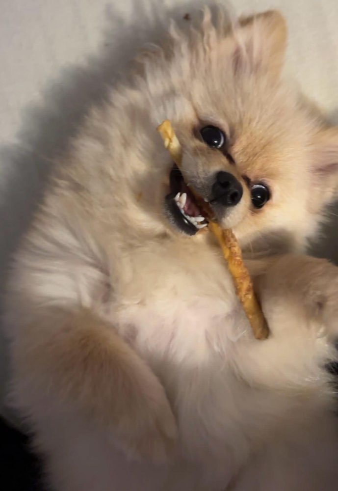 Hundetreffen-Treffen zum gemeinsamen Spielen und Spazieren gehen-Profilbild