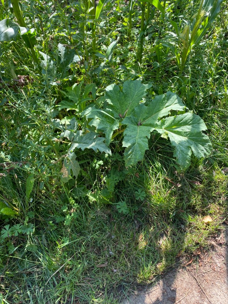 Giftköder-Riesenbärenklau-Profilbild