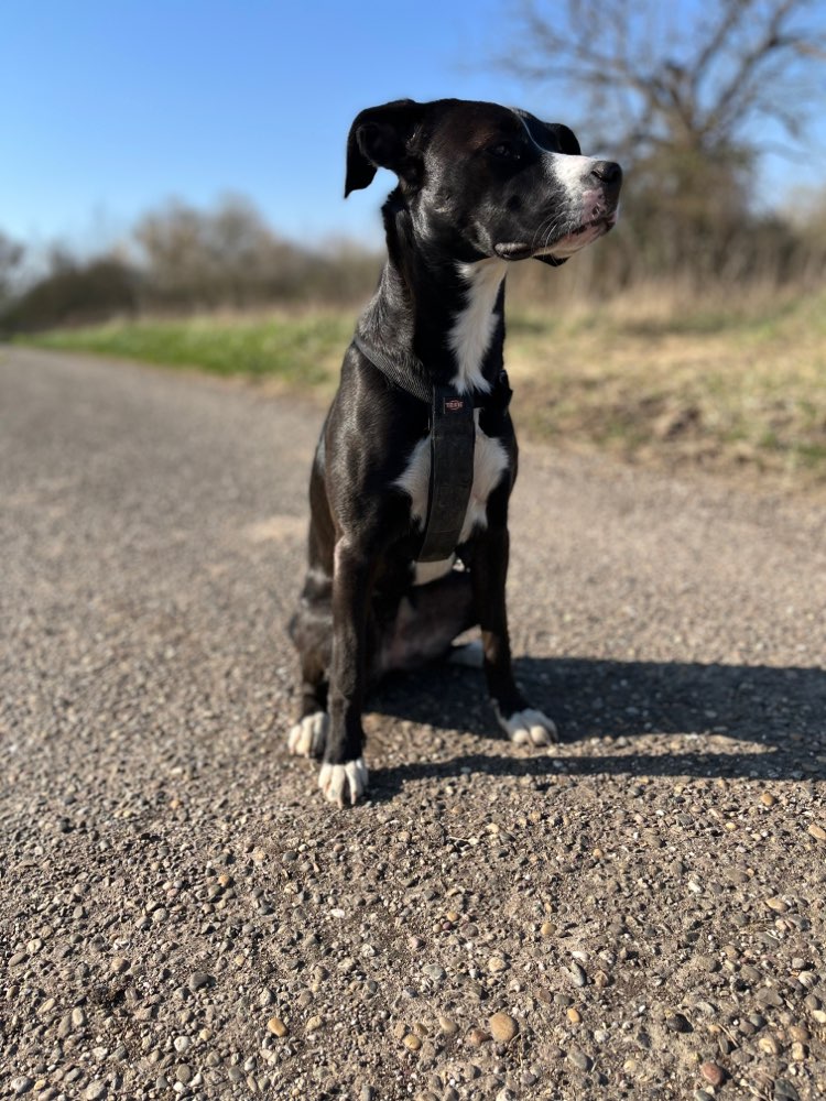 Hundetreffen-Gassi Treffen Rauenberg-Profilbild