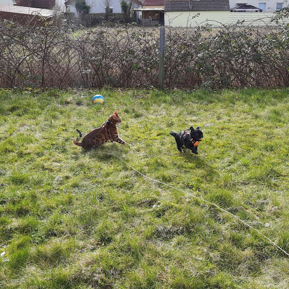 Hundetreffen-Gassi und Spielrunde in Triefenstein und Umgebung-Profilbild