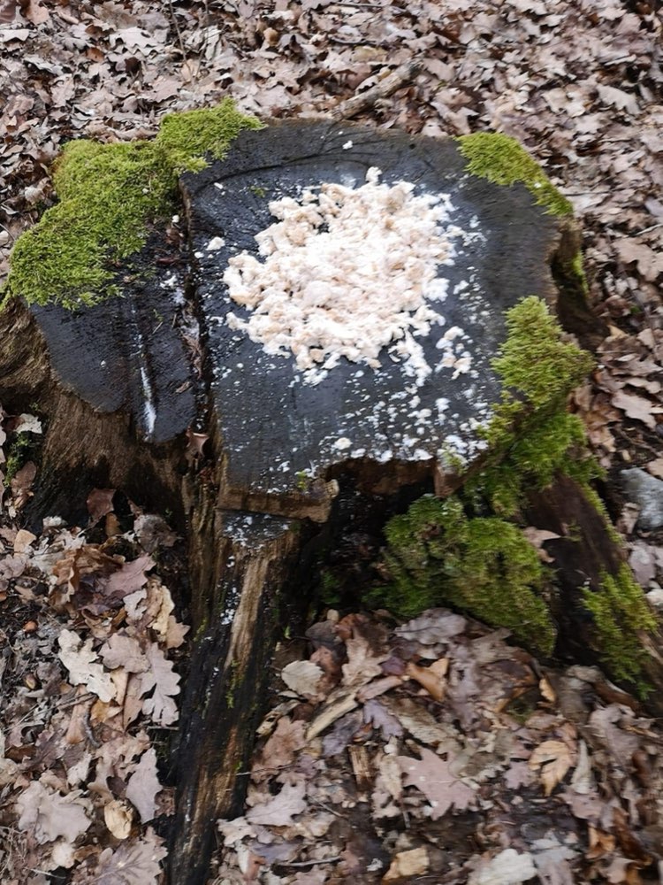 Giftköder-Giftköder?!-Profilbild