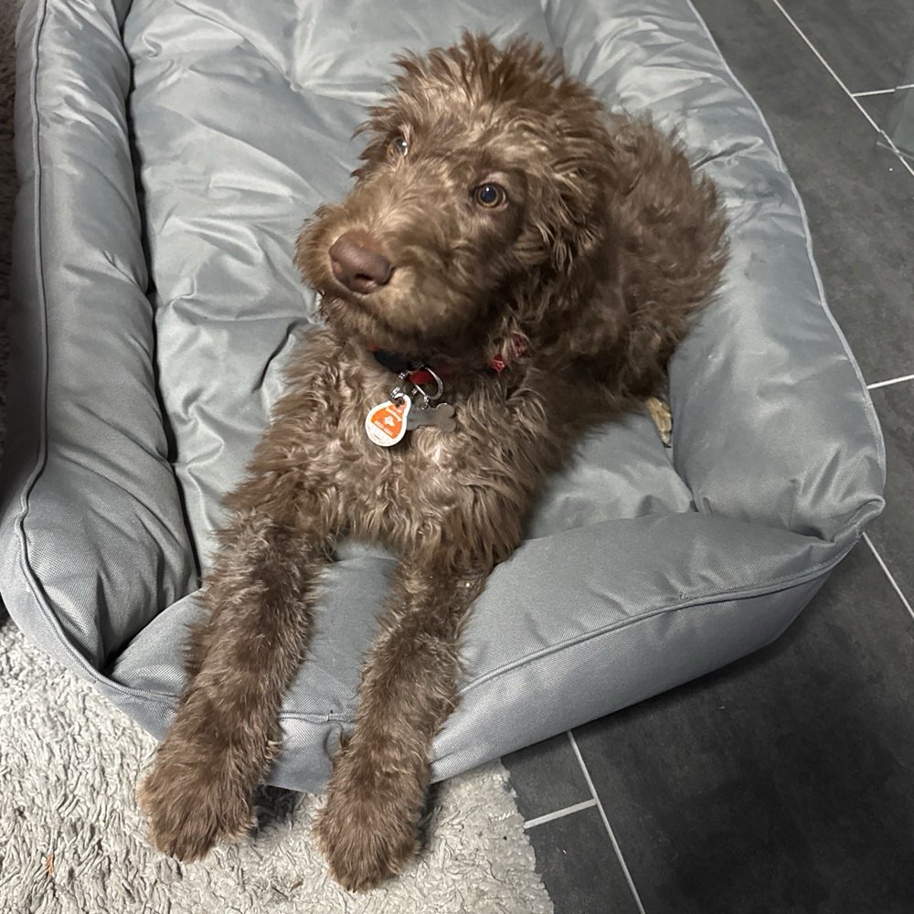 Hundetreffen-Gassirunde/Spielrunde-Profilbild