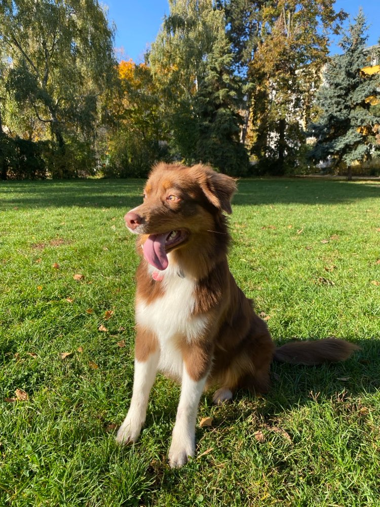 Hundetreffen-Playdates für Aussies, Border Collies und andere Hütehunde-Profilbild