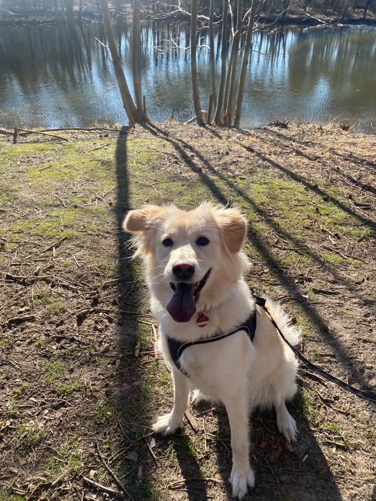 Hundetreffen-Suchen hundefreunde-Profilbild