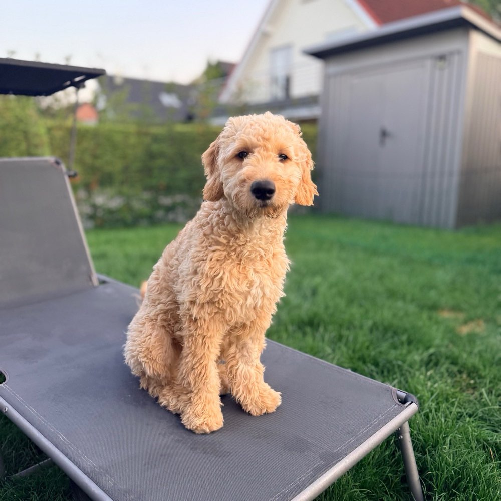 Hundetreffen-Suche ausgeglichenen,souveränen Hund zum Trainieren von Hundekontakt-Profilbild