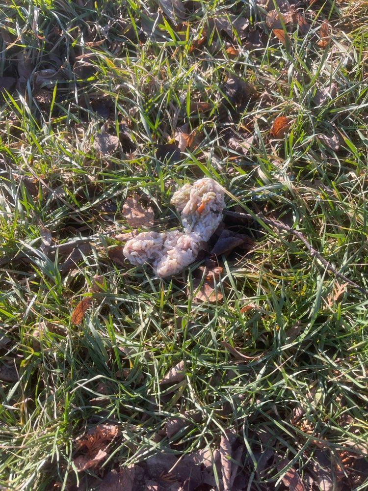 Giftköder-Giftköder-Profilbild