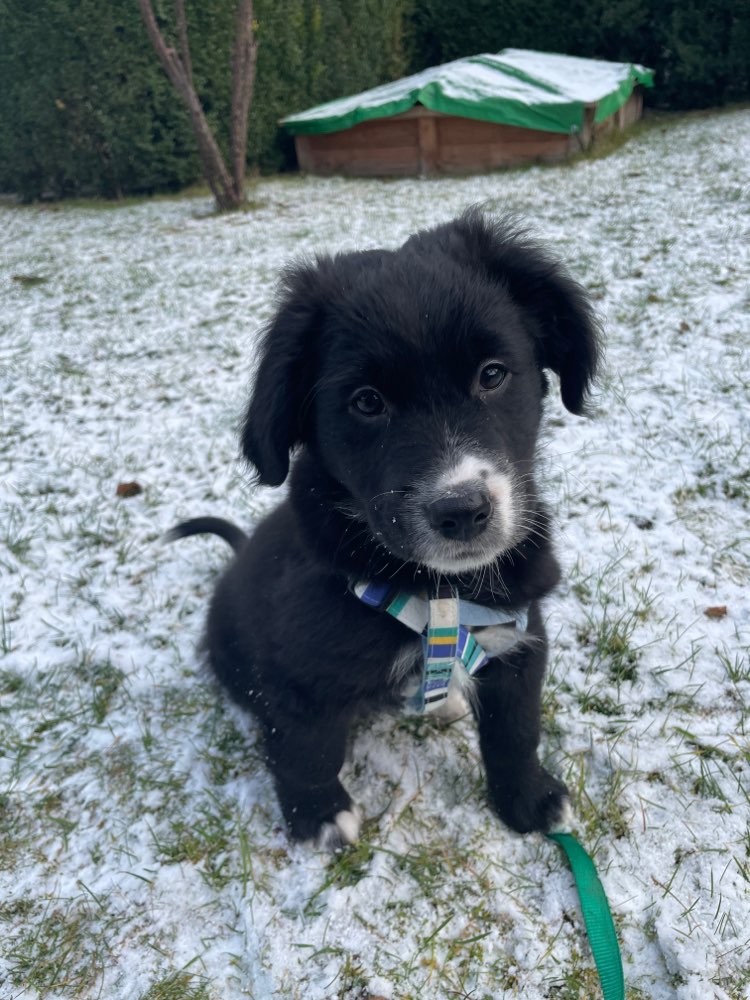 Hundetreffen-Spielkameraden gesucht-Profilbild