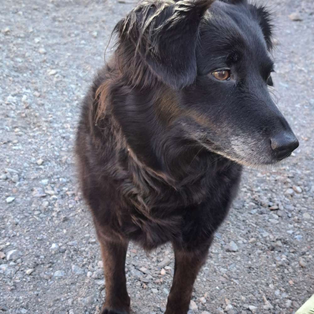 Hundetreffen-Spielgefährte gesucht-Profilbild