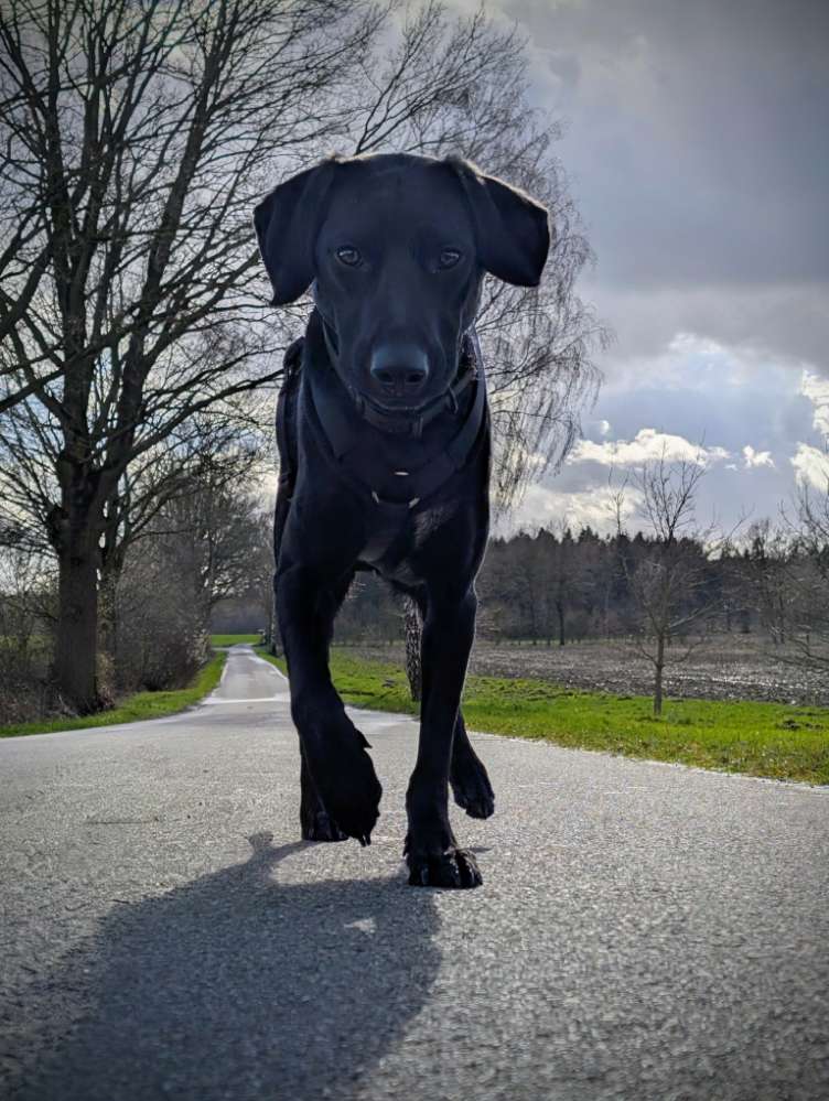 Hundetreffen-Gassi- und Spielfreunde gesucht-Profilbild