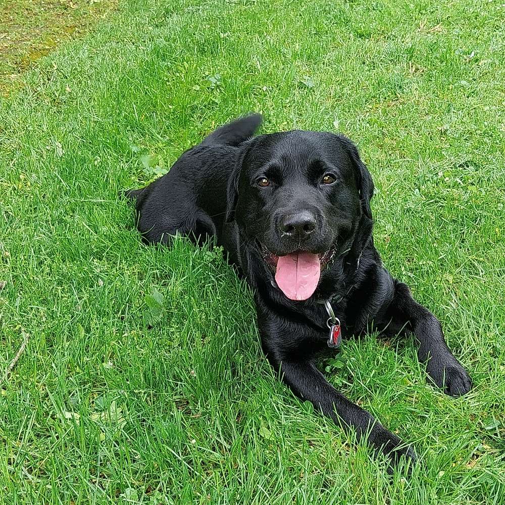 Hundetreffen-Spielen, Toben, Laufen-Profilbild