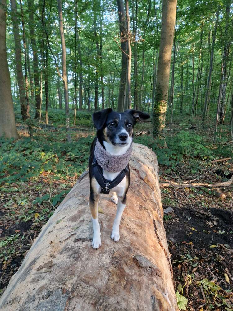 Hundetreffen-FreundIn zum rennen gesucht!-Profilbild