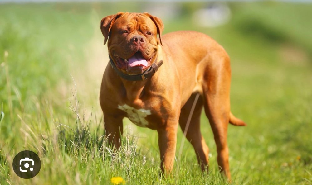 Giftköder-Hunde Angriff-Profilbild