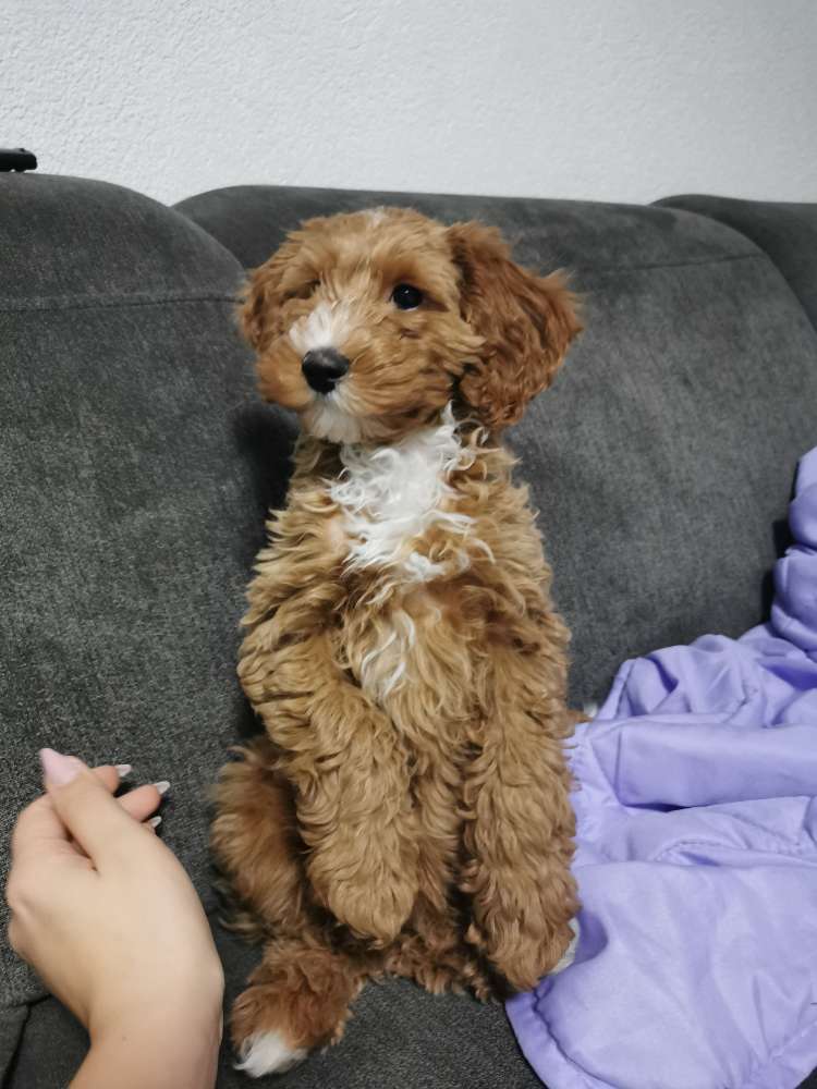 Hundetreffen-Kleiner Frechdachs sucht neue Freunde :)-Profilbild