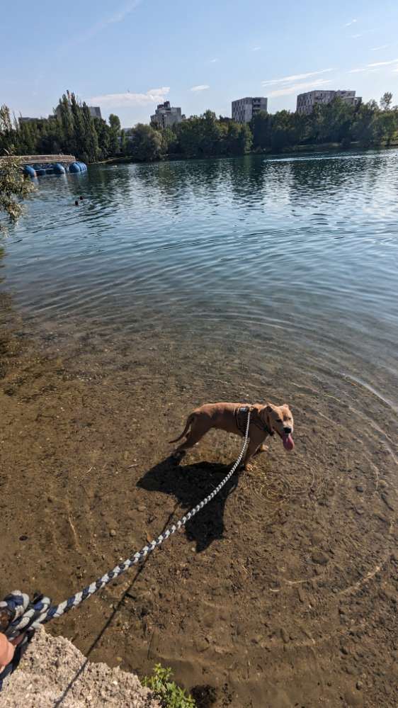 Hundetreffen-Rita freut sich über Spielkameraden-Profilbild