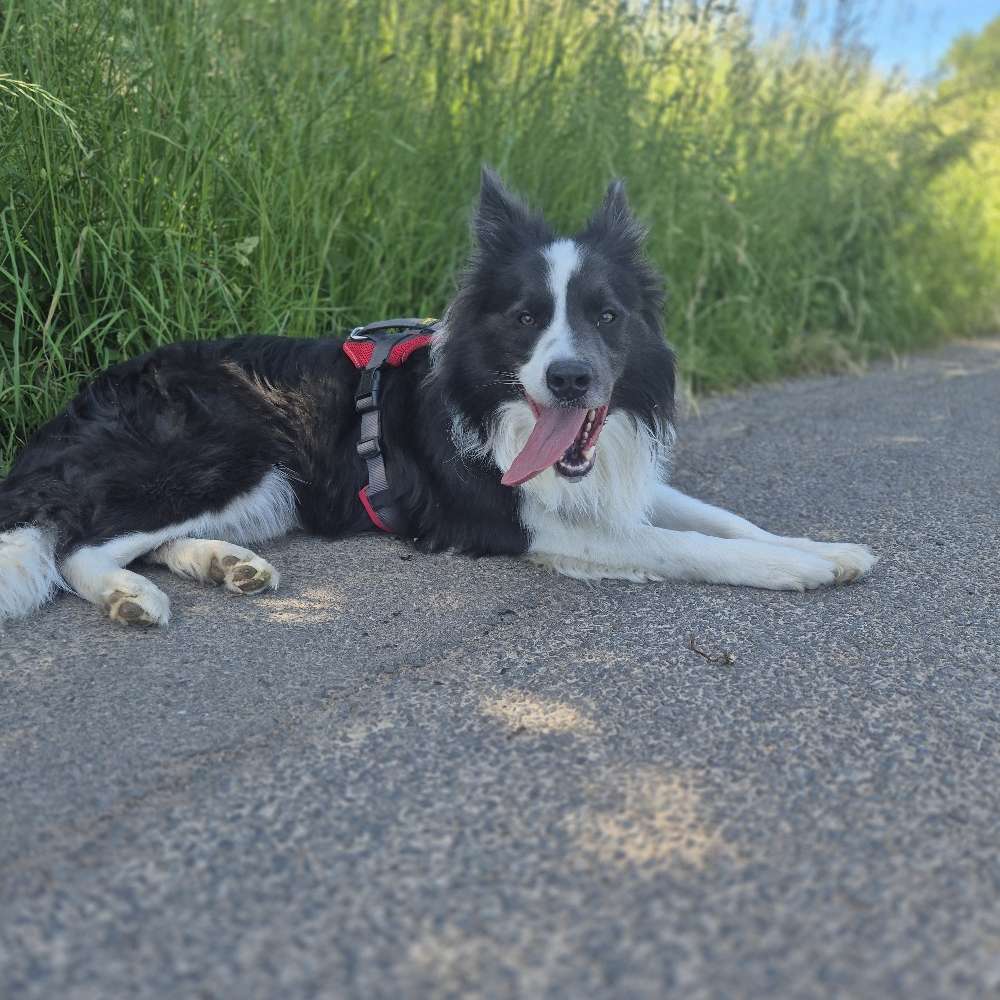 Hundetreffen-Spazieren und spielen-Profilbild