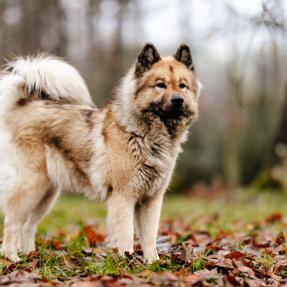 Hundetreffen-Sozialfreund für Eurasierdame Umgebung Sempach.-Profilbild
