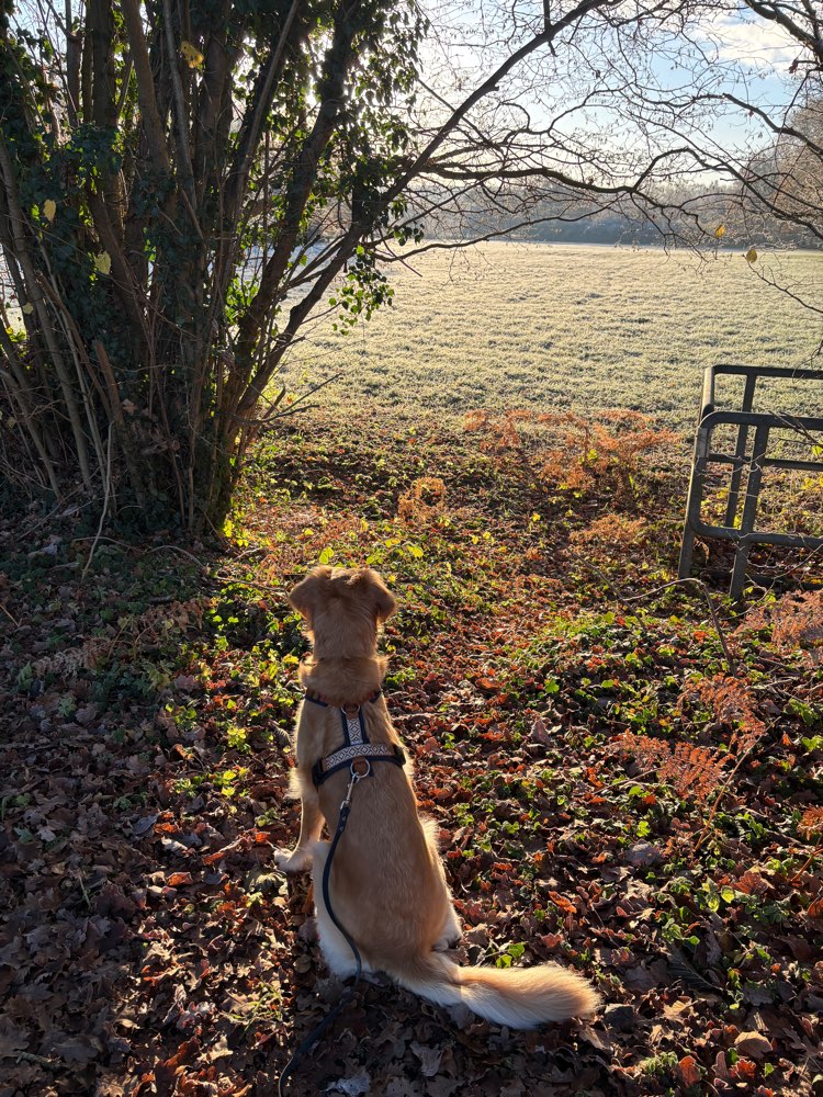 Hundetreffen-Social Walk / Trainingspartner gesucht-Profilbild