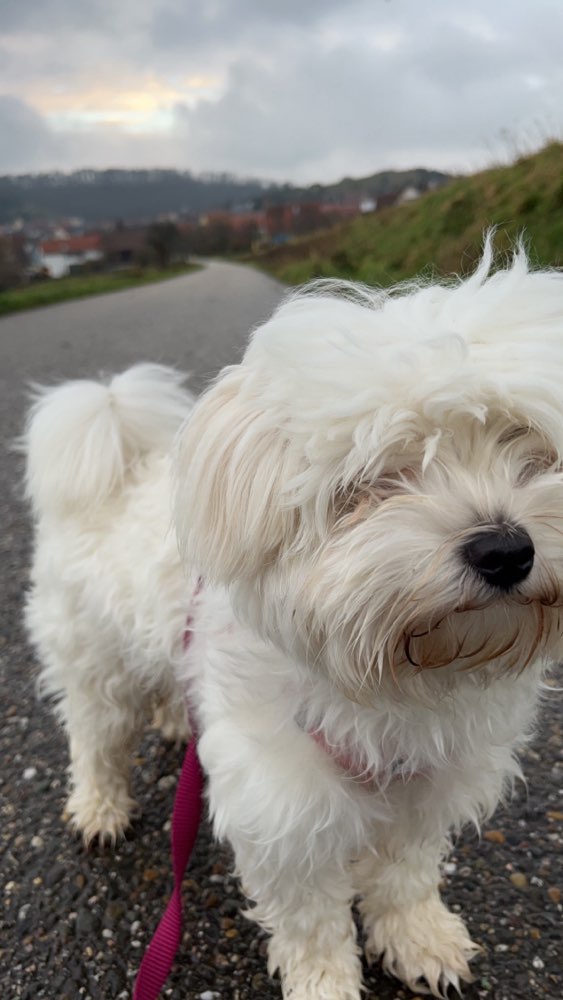 Hundetreffen-Spielfreunde-Profilbild