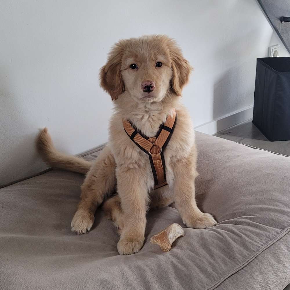 Hundetreffen-Welpentreffen (vorherige Absprache notwendig)-Profilbild