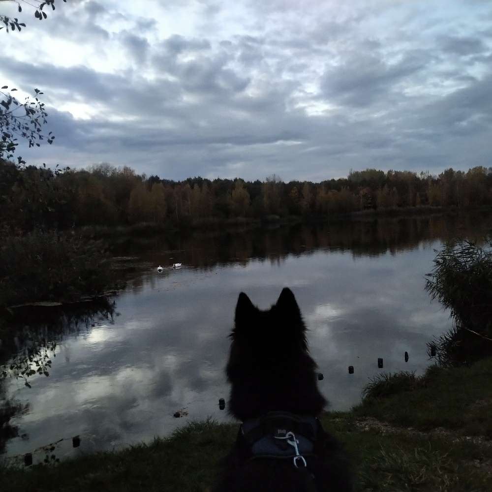 Hundetreffen-Gemeinsame Spaziergänge-Profilbild