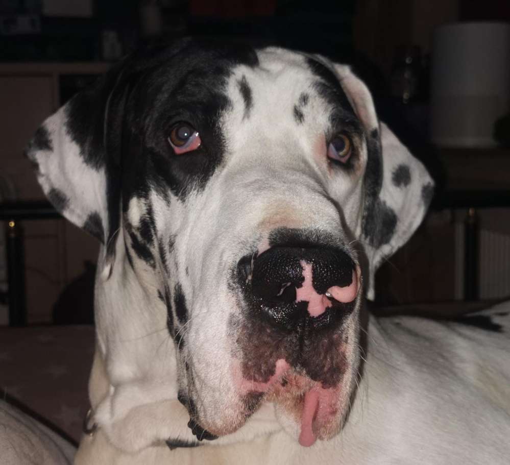 Hundetreffen-Brakel und Umgebung-Profilbild