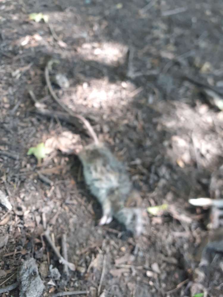 Giftköder-Ratten-Kadaver-Profilbild