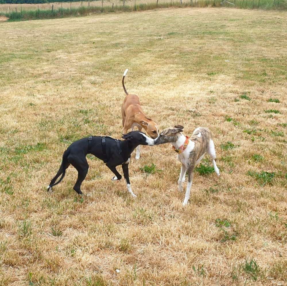 Hundetreffen-Windhundtreffen-Profilbild