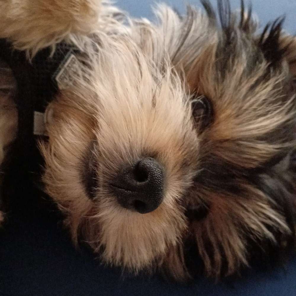 Hundetreffen-Hunde Betreuung Sitter Yorkshire Terrier-Profilbild