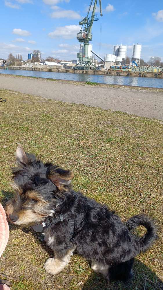 Hundetreffen-Suchen einen Gassifreund-Profilbild