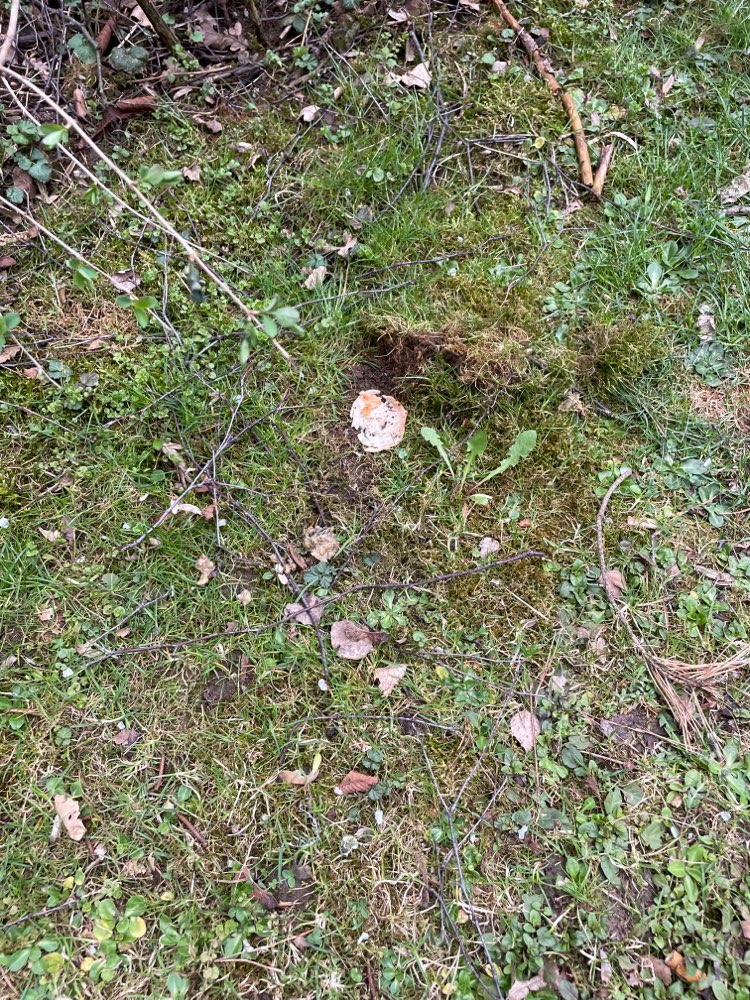 Giftköder-Versteckter Schinken unterm Moos-Profilbild