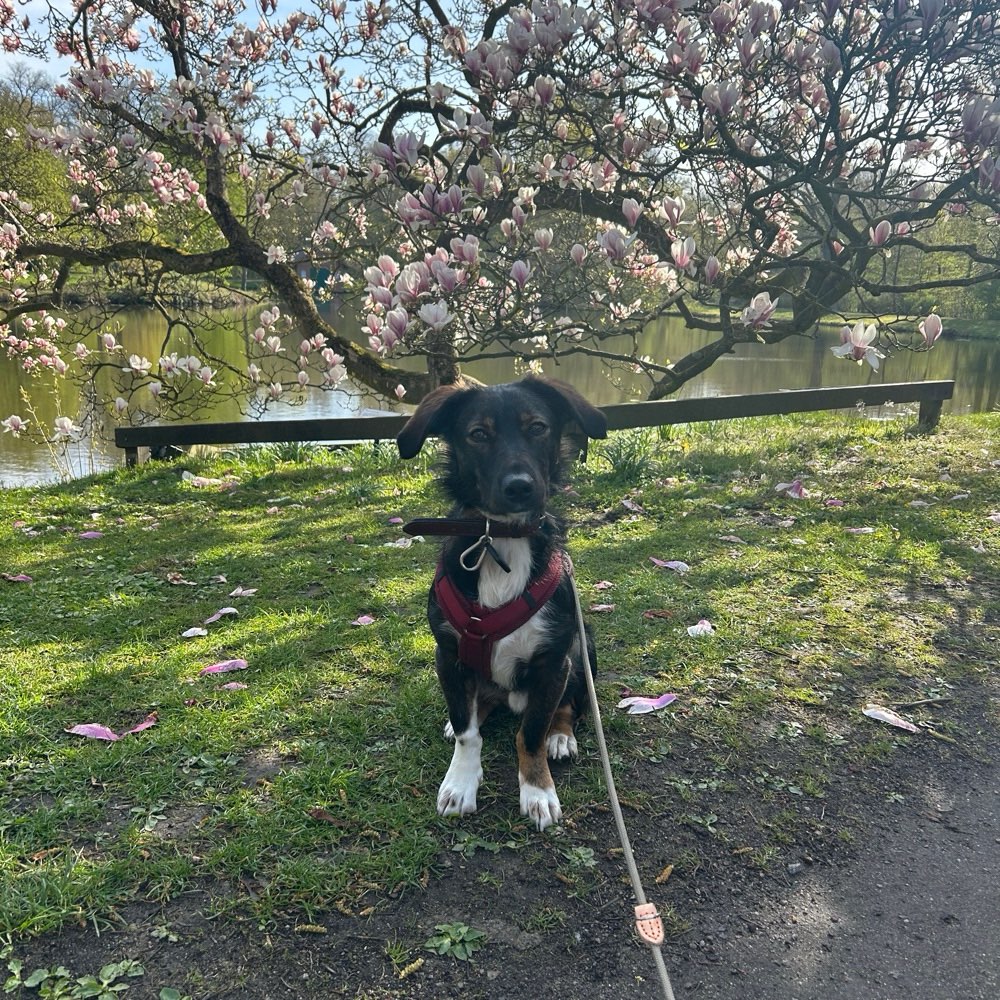 Hundetreffen-Social Walks/Spieletreffen/Gemeinsames Training-Profilbild