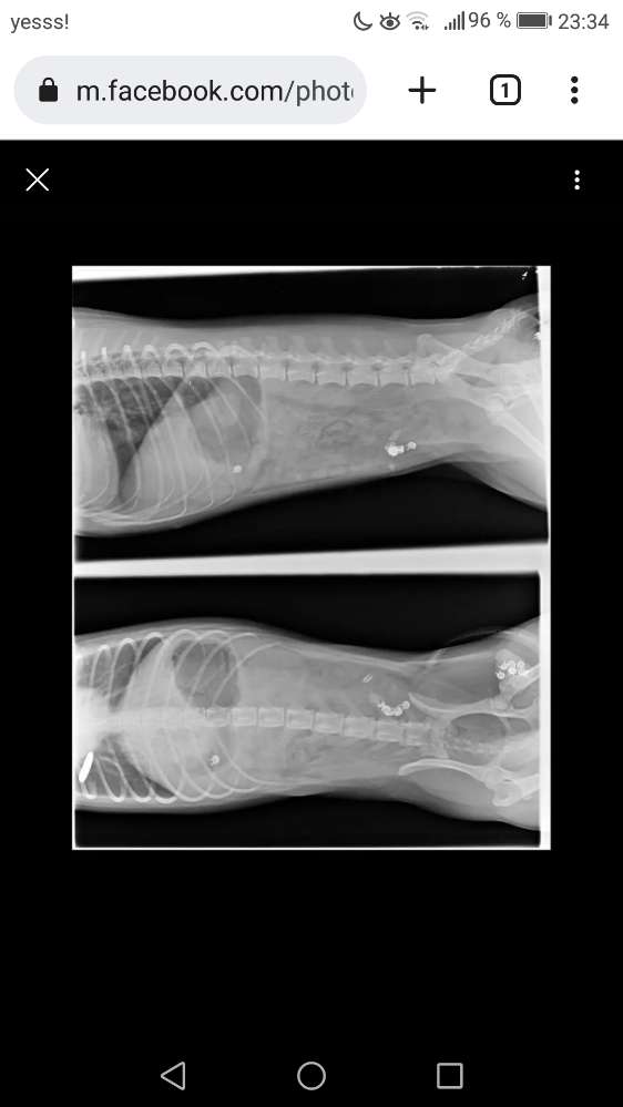 Giftköder-Giftköder-Profilbild