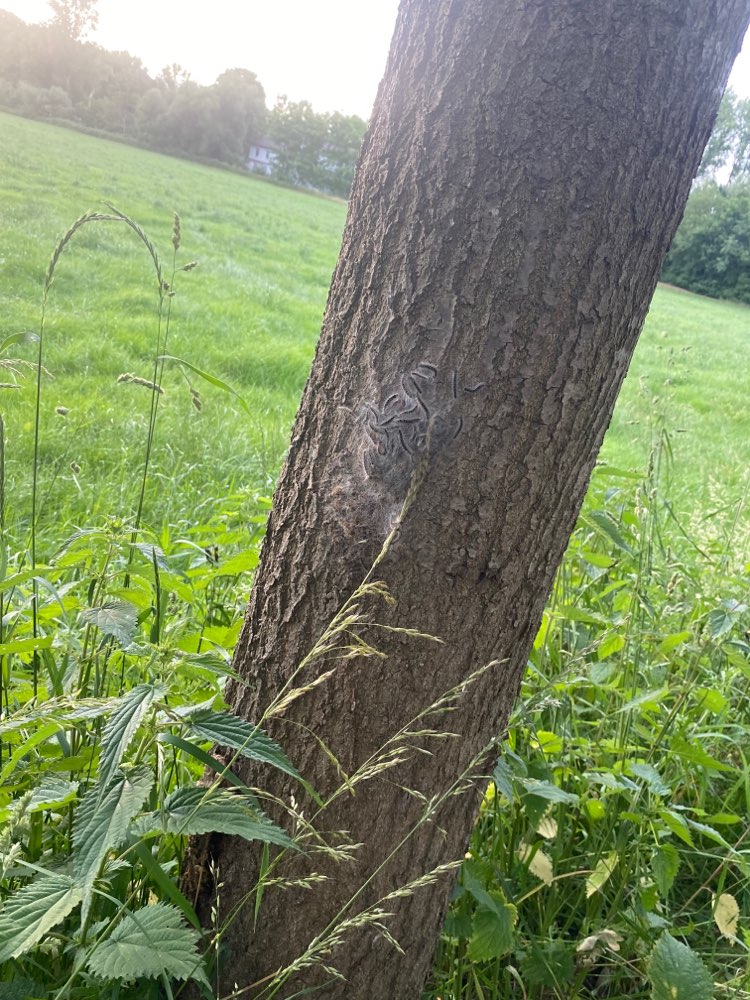 Giftköder-Eichenprozessionsspinner-Profilbild
