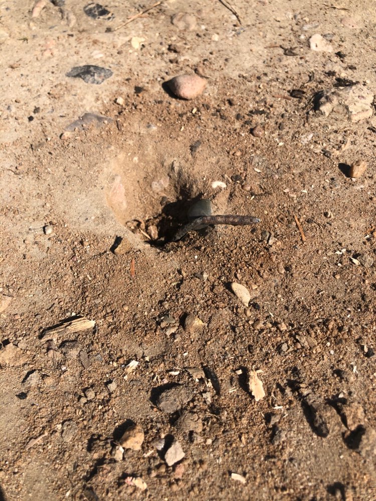 Giftköder-Nagel im Boden-Profilbild