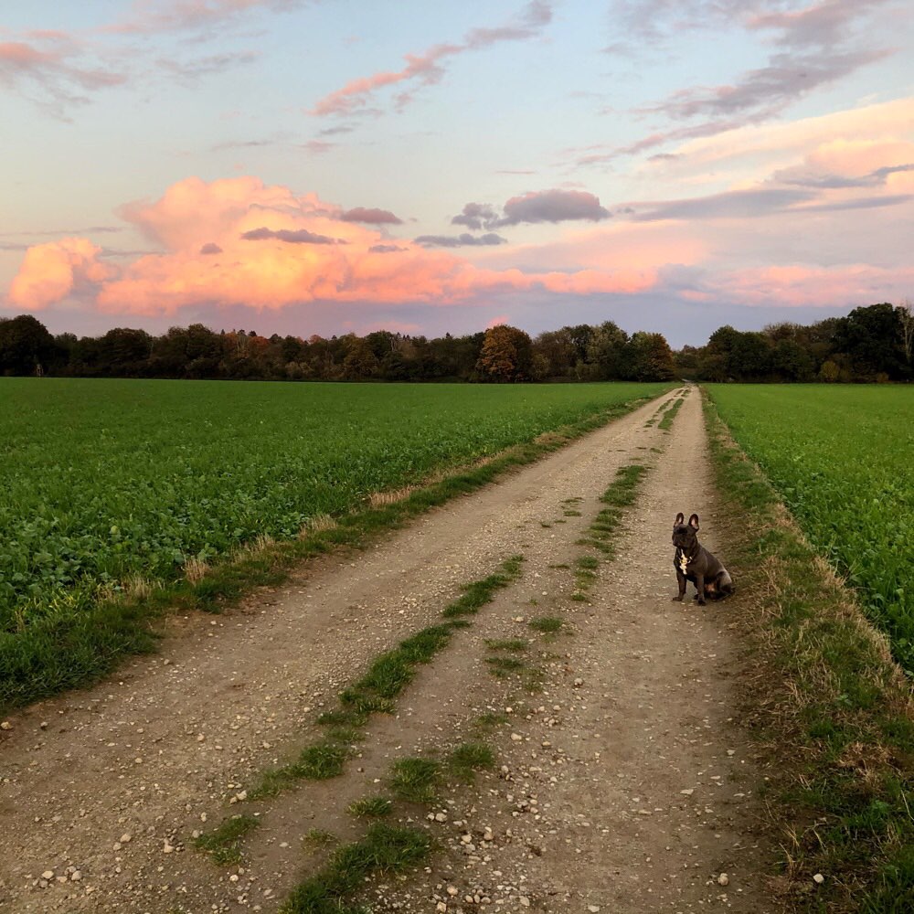 Hundetreffen-Bullytreff Viersen-Profilbild
