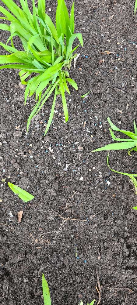 Giftköder-Schneckenkorn / Achtung, giftig-Profilbild