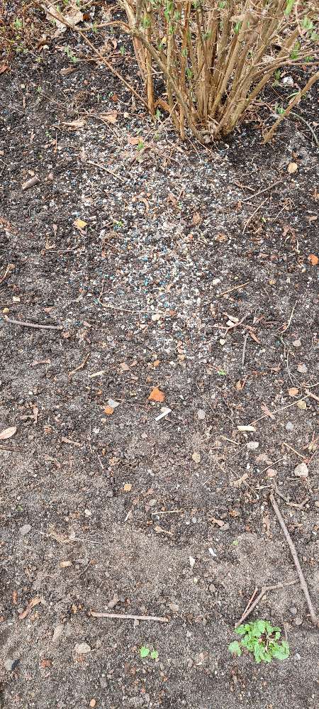 Giftköder-Achtung Schneckenkorn in den Gebüschen-Profilbild