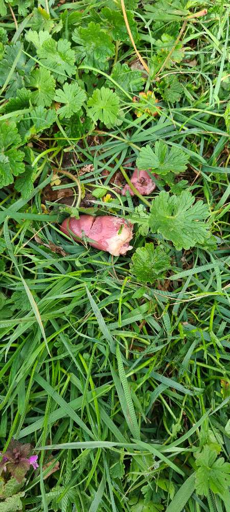 Giftköder-Fleischköder-Profilbild