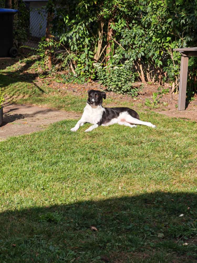Hundetreffen-Toben in Grolland-Profilbild