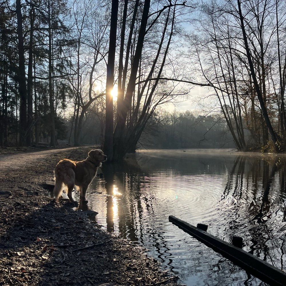 Hundetreffen-Carpe diem - Frühaufsteher gesucht!-Profilbild