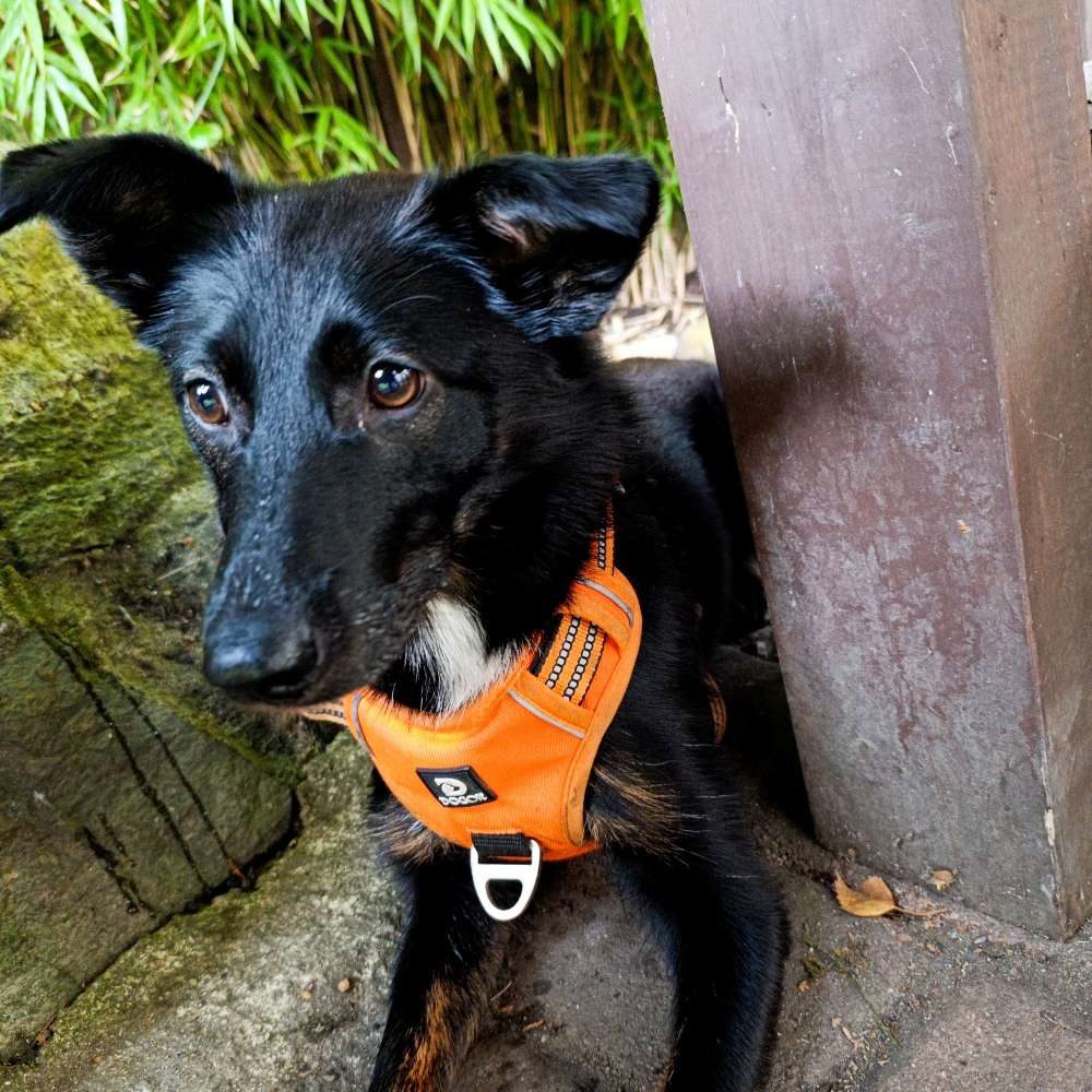 Hundetreffen-Spielfreunde und Gassifreunde gesucht🐶-Profilbild