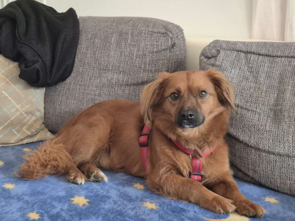 Hundetreffen-Spielen , spazieren-Profilbild